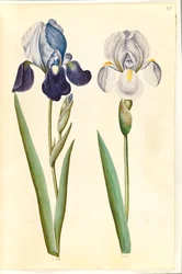 Iris ×germanica vagy Iris ×sambucina (?) (kerti írisz vagy polci írisz); Írisz × germanica (kerti írisz)