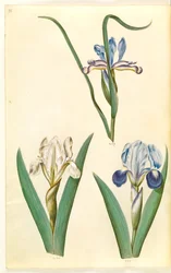 Iris graminea (fűlevelű írisz); Iris lutescens vagy Iris pumila (?) (törpe írisz vagy alacsony írisz)
