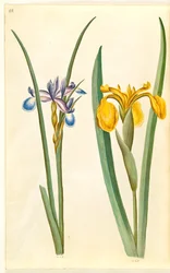 íriszfű (græsbladet iris); Iris pseudacorus