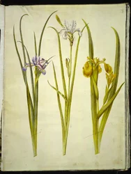 íriszfű (græsbladet iris); szibériai írisz (szibériai írisz); Iris pseudacorus (gul iris)