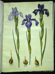 Iris latifolia (angol írisz)