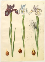 Iris latifolia (angol írisz)