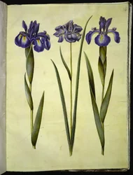 Iris latifolia (angol írisz); Iris sibirica (szibériai írisz)