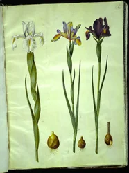Iris latifolia (angol írisz); Iris xiphium (spanyol írisz)