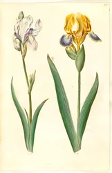 Halvány írisz (bleg írisz); tarka írisz (broget írisz)