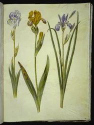 Halvány írisz (bleg írisz); Tarka írisz (broget iris); Szibériai írisz