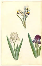 Iris persica (perzsa írisz); Iris lutescens vagy Iris pumila (?) (törpe írisz vagy alacsony írisz)
