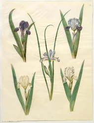 Iris pumila (alacsony írisz) vagy Iris lutescens (törpe írisz); Iris graminea (fűlevelű írisz)