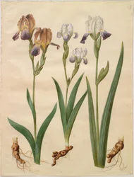 Iris ×sambucina (polcos írisz); Iris ×amoena (írisz hibrid)