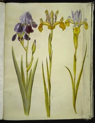 Iris ×sambucina (polcos írisz); Iris latifolia (angol írisz)