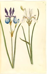 Iris sibirica (sibirisk írisz)