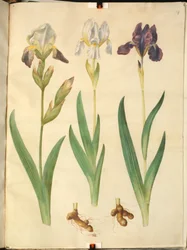 Iris ×squalens (írisz-hibrid); Írisz (írisz)