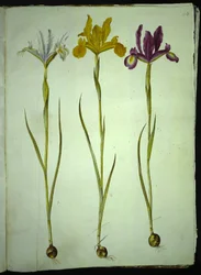 Iris xiphium (spanyol írisz)