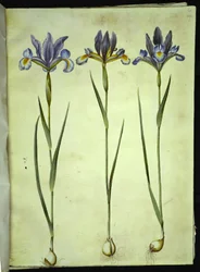Iris xiphium (spanyol írisz)