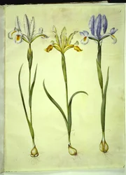 Iris xiphium (spanyol írisz) vagy Iris latifolia (angol írisz); Iris xiphium (spanyol írisz)