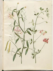 Lathyrus sylvestris (erdei lapos hüvely); Lathyrus tuberosus (lapos gumóhüvely)