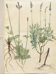Lavandula multifida (tüskés levendula); Lavandula angustifolia (igazi levendula)