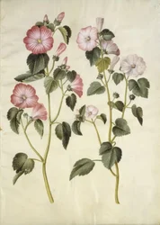 Lavatera trimestris (mamelukféreg)