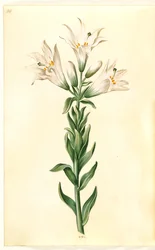 fehér liliom (madonna-lilje)