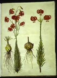 kalcedon liliom (rød turbanlilje)