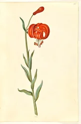 Kalcedon liliom (rød turbanlilje)