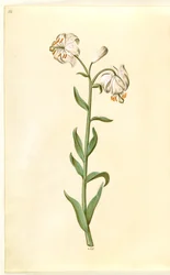 Liliom martagon (liliom koszorú)