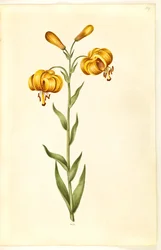 Lilium pyrenaicum (pireneusi liliom)