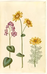 Hold éves (judaspenge); Doronicum pardalianches (hjertebladet gemserod); Vernal Adonis (vår-adonis)