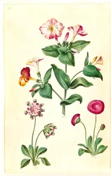 Mirabilis jalapa (csodavirág); Bellis perennis (közönséges százszorszép)
