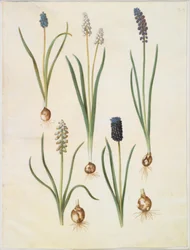 Muscari botryoides (almindelig perlehyacint); Muscari racemosum (muskat-perlehyacint); Muscari elhanyagolt