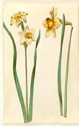 Narcissus ×mediluteus (toblomstret narcissus); Nárcisz × összehasonlíthatatlan (van-nárcisz)