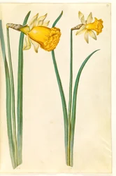 Narcissus pseudonarcissus (nárcisz)