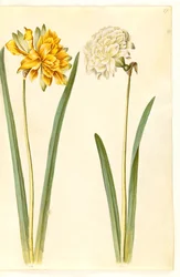 Narcissus pseudonarcissus (nárcisz)