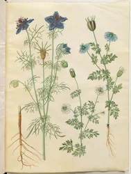 Nigella hispanica (ördög a bokorban); Nigella sativa (feketekömény)