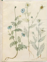 Nigella sativa (feketekömény); Nigella damascena (kerti borzaskata)