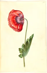 Ópium mák (ópium mák)
