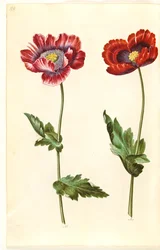 Ópium mák (ópium mák)
