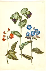 Phaseolus coccineus (büszkélkedő bab); Cerinthe major (nagy viaszfű); Borago officinalis (közönséges borágó)