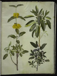 Phlomis fruticosa (cserjés macskahere); Salvia officinalis (orvosi zsálya)