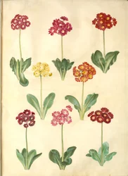 Primula × pubescens (have-aurikel)