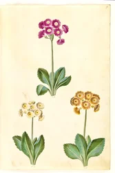 Primula × pubescens (have-aurikel)
