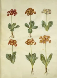 Primula × pubescens (have-aurikel)