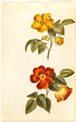 Rosa foetida (sárga rózsa); Rosa foetida (török ​​rózsa)