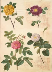 Rosa hemisphaerica (kénsárga rózsa); Rosa gallica (bársonyrózsa); Rosa ×damascena (damascene rose)