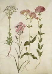 Saxifraga paniculata (szikla rózsa); Silene viscaria (közönséges kátrányszegfűszeg); Silene armeria (csomó-hársfű);