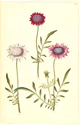 Scabiosa atropurpurea (enkeblomst)