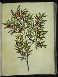 Solanum pseudocapsicum (Jeruzsálem-korallmedve)
