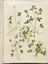 Trifolium repens (fehér here); Trifolium pratense (réti here); Oxalis corniculata (szarus madársóska); Trifolium incarnatum (bíborhere); Oxalis acetosella (erdei madársóska)