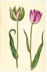 Tulipa gesneriana (have-tulipán)
