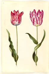 Tulipa gesneriana (have-tulipán)